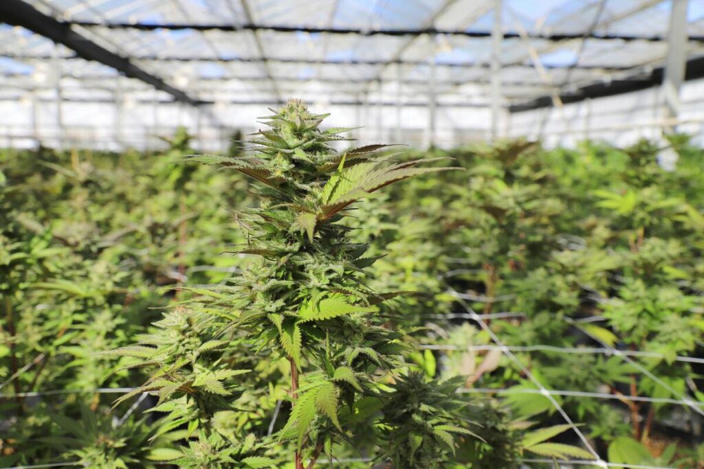 Regulatory Framework in New Mexico