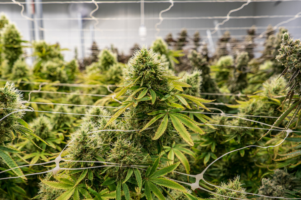 Best Practices for Producers and Dispensaries
