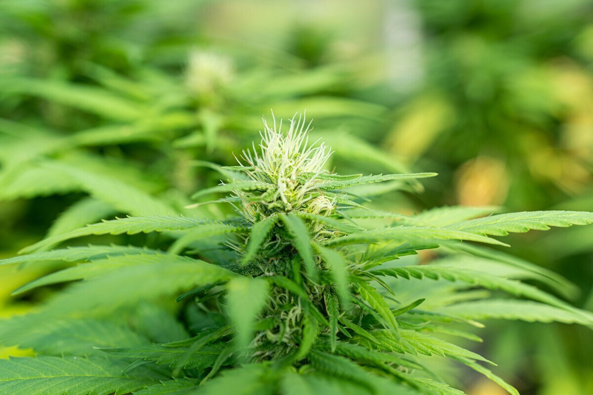 Packaging Rules for Cannabis Seeds and Home Cultivation Products in Maryland